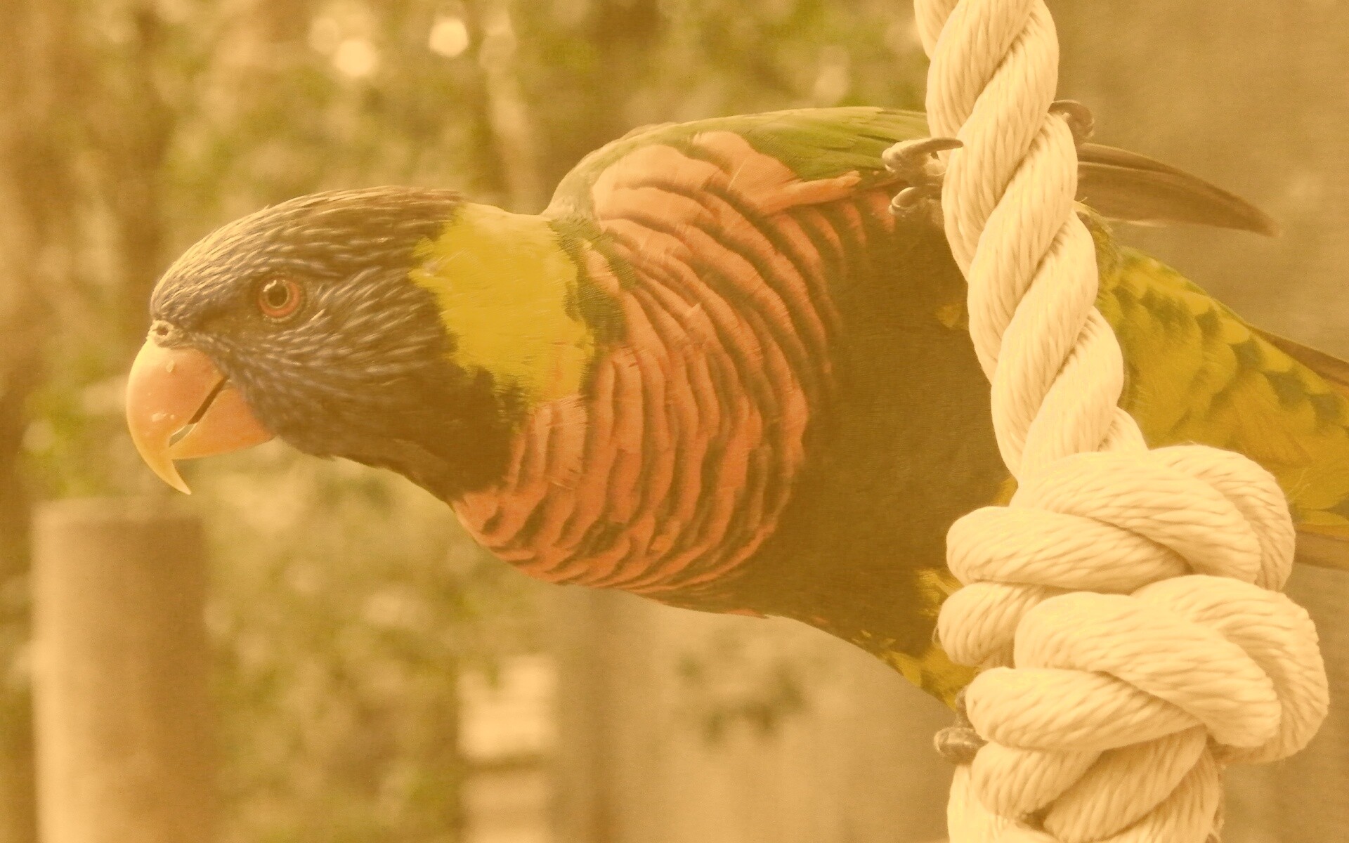 Попугай на канате обои