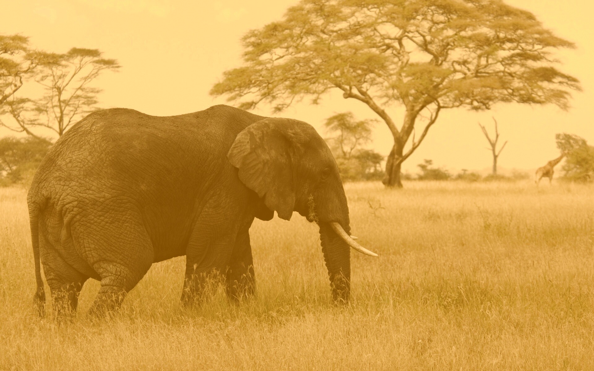 Elephant обои