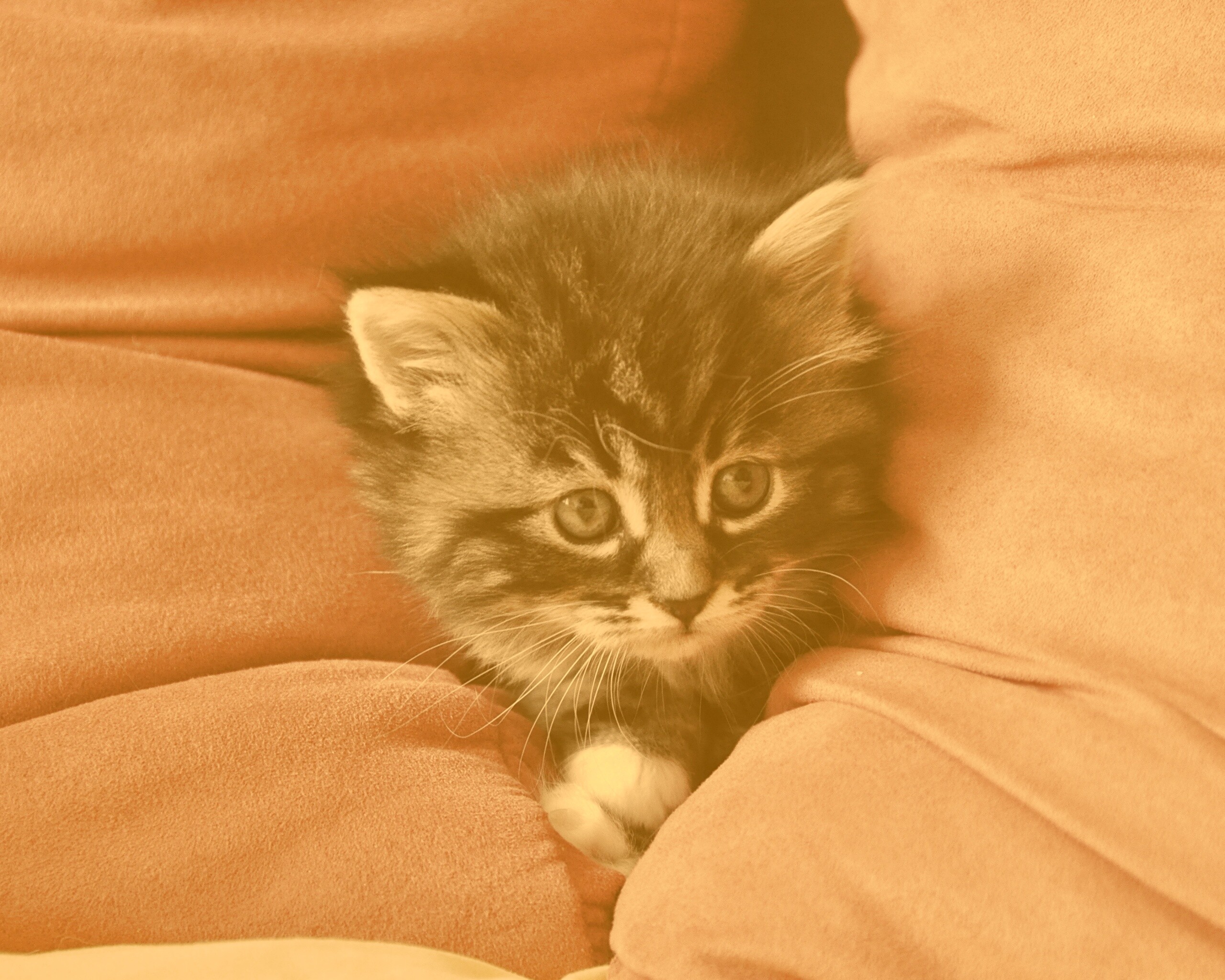 Котенок в подушках обои