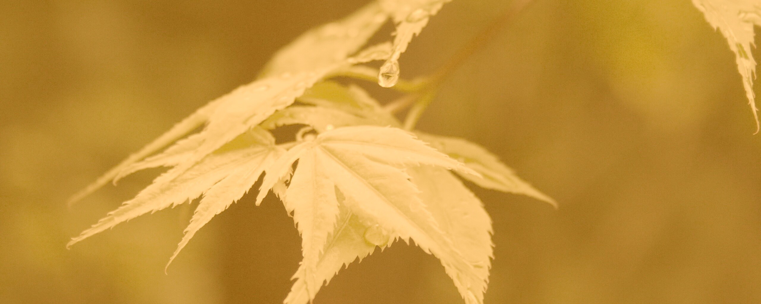 Капля на листе обои