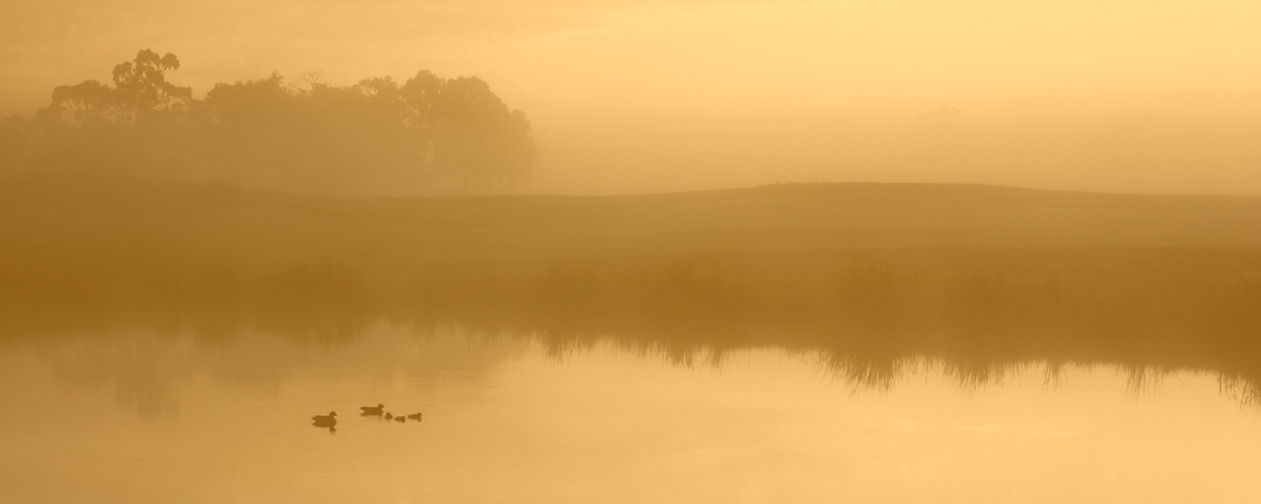 Ducks on a Misty Pond обои