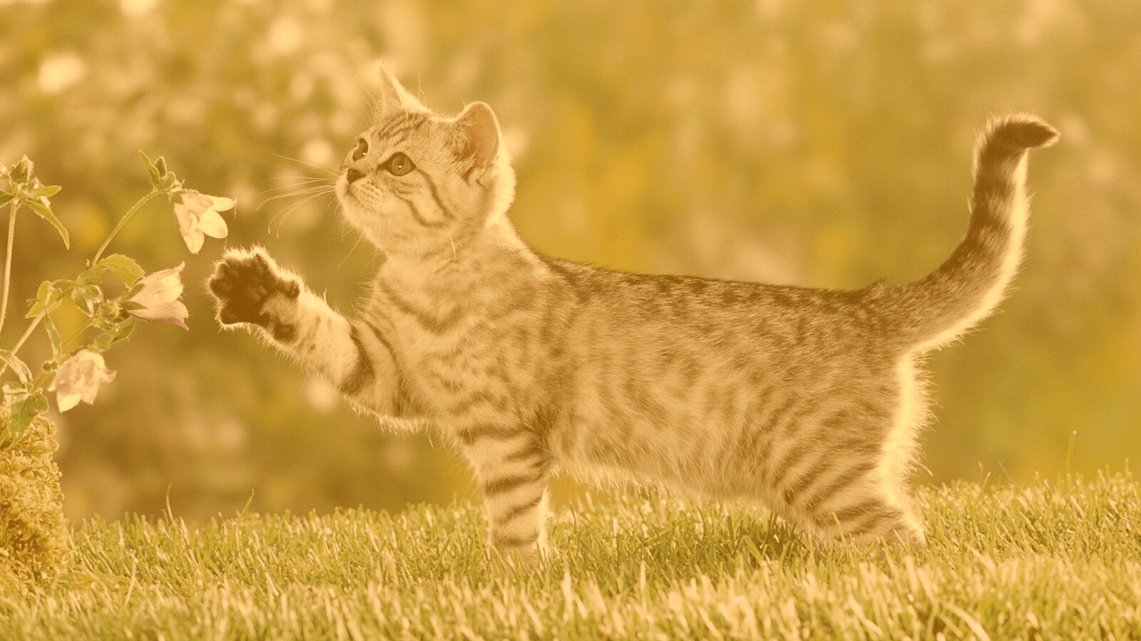 Котенок играет с цветами обои