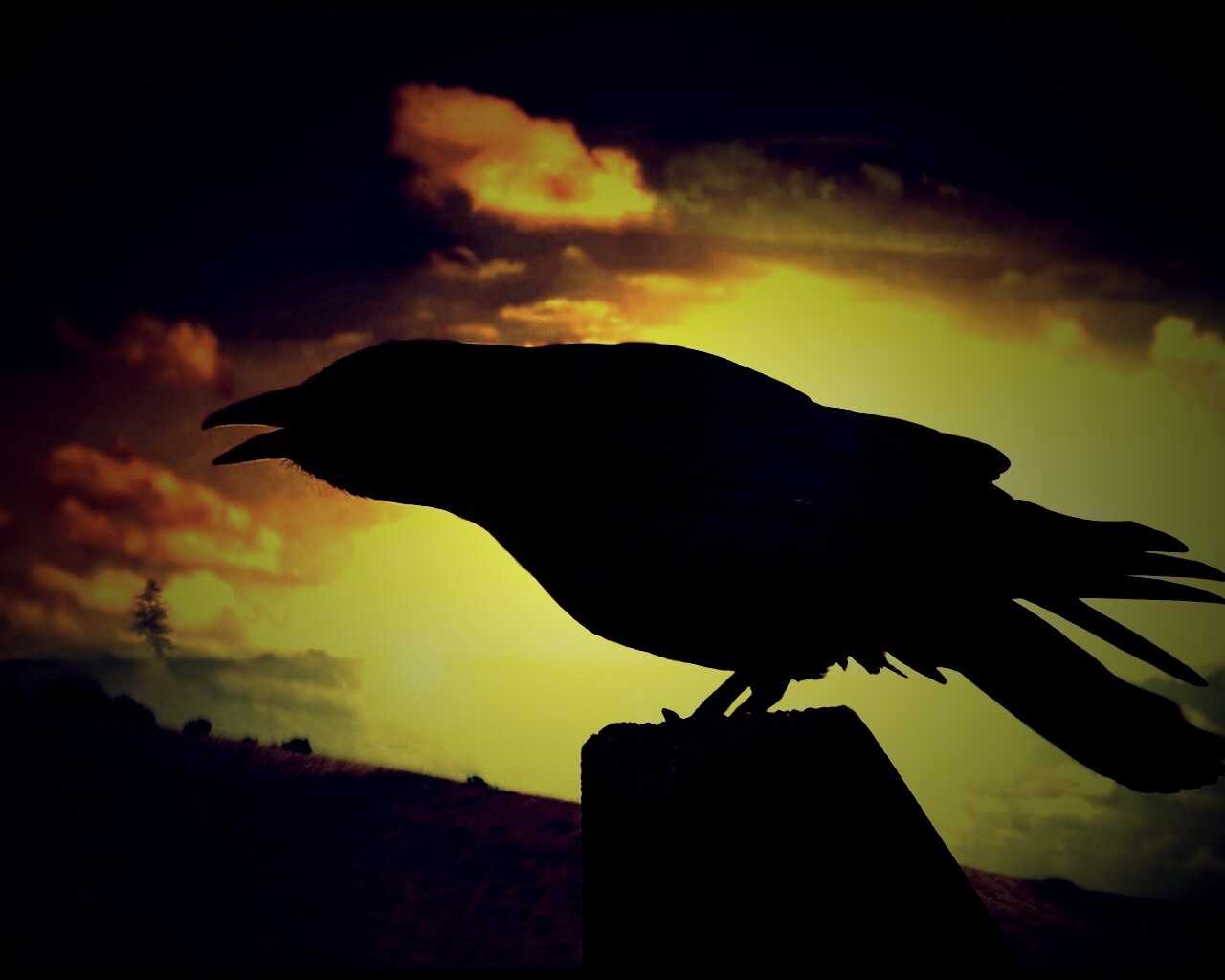 Чёрный ворон обои