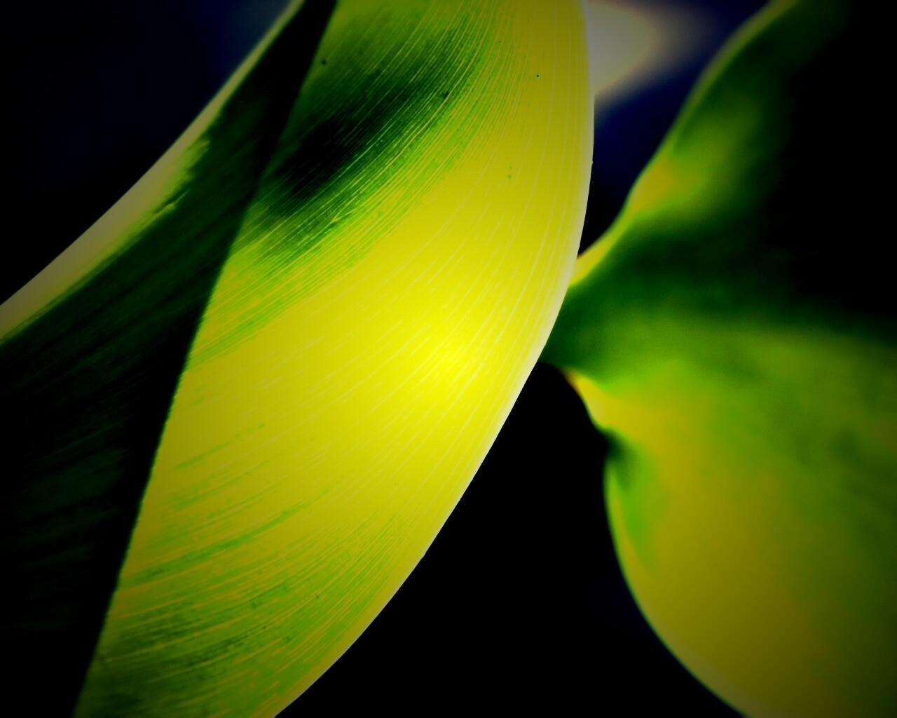 Лист на просвет обои