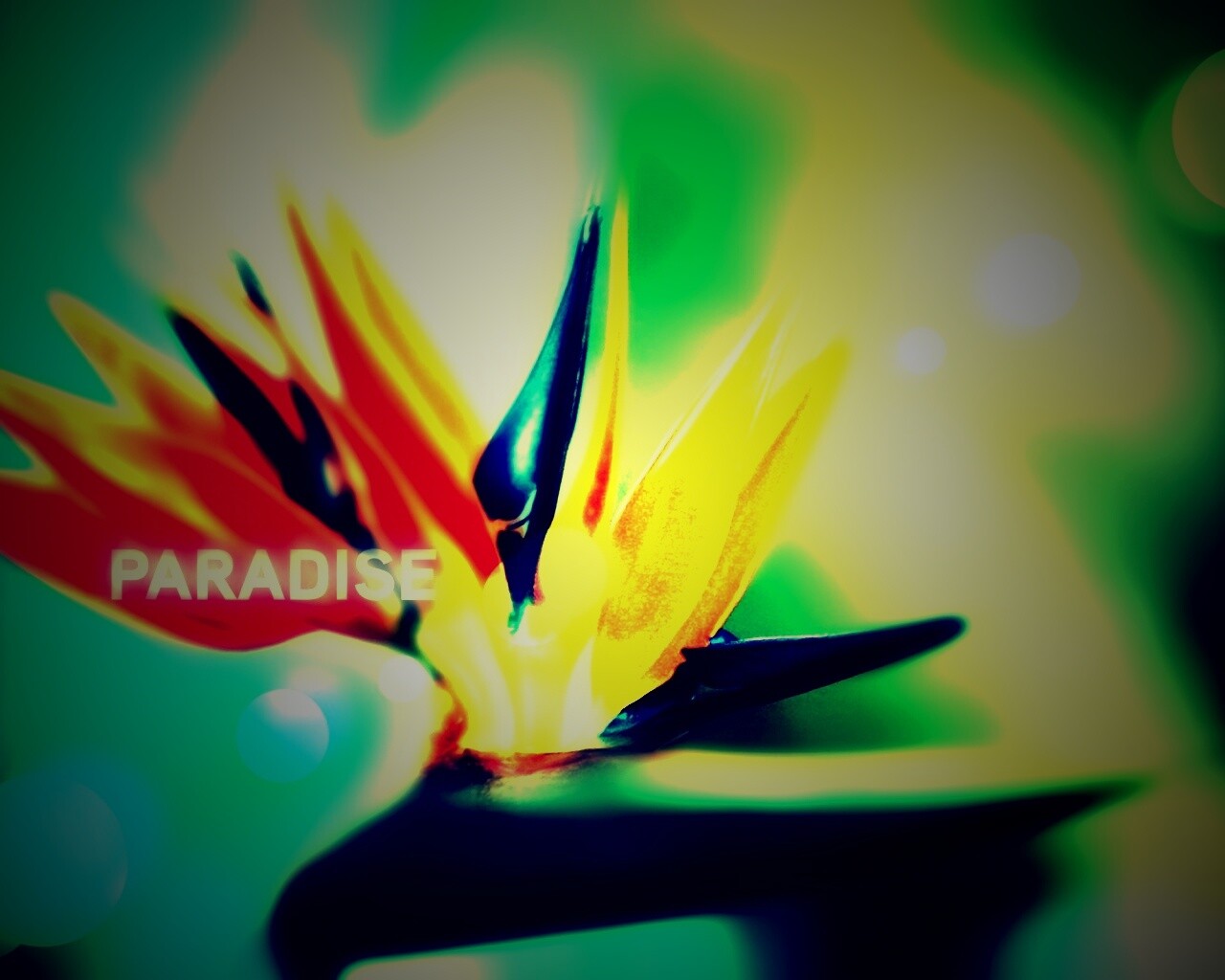 Paradise обои