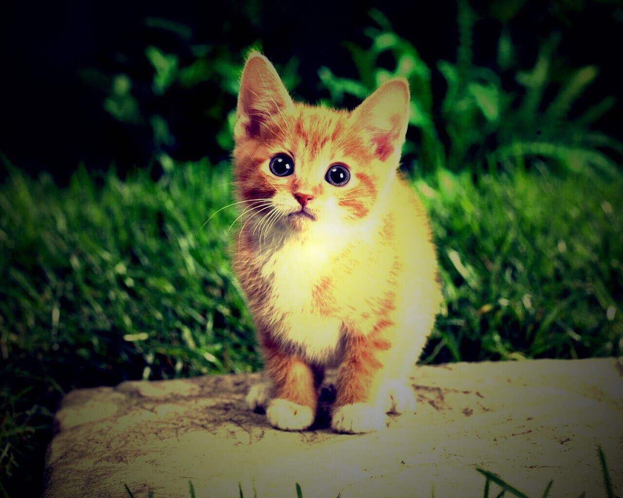 Котенок в саду обои