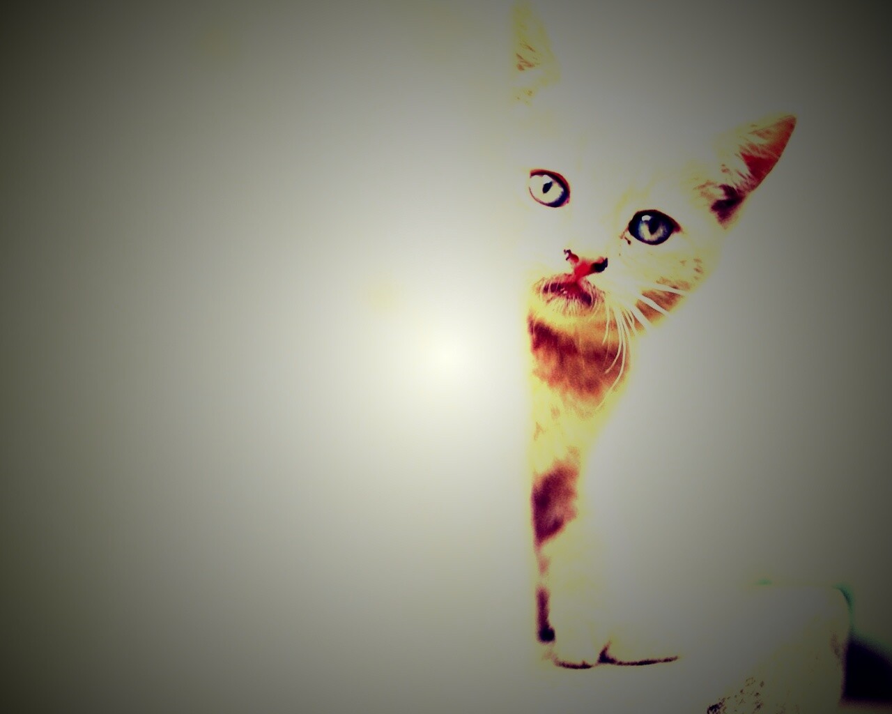 Котик из-за угла обои