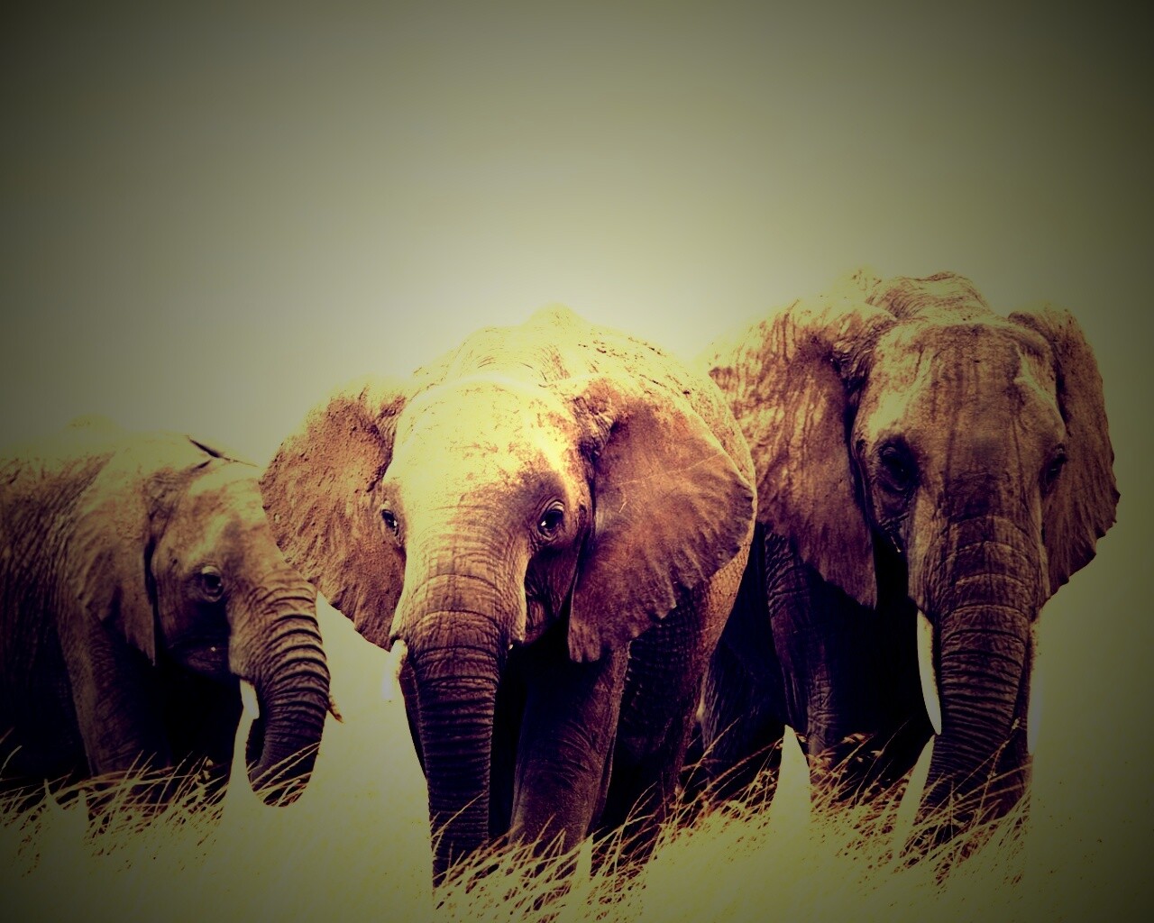 Слон, слониха и слоненок. 
