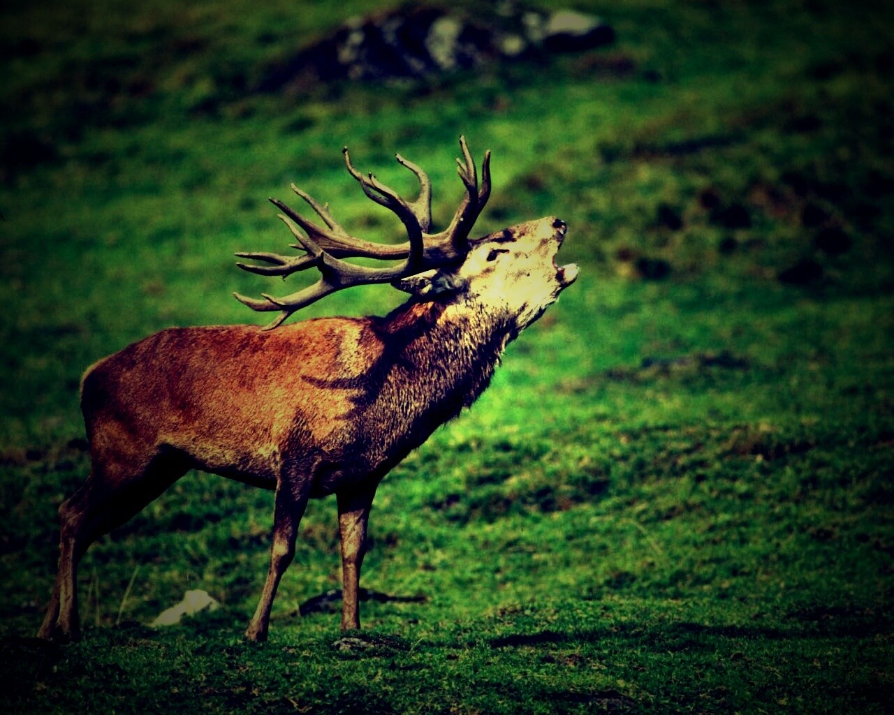 Лось зовёт сородичей обои
