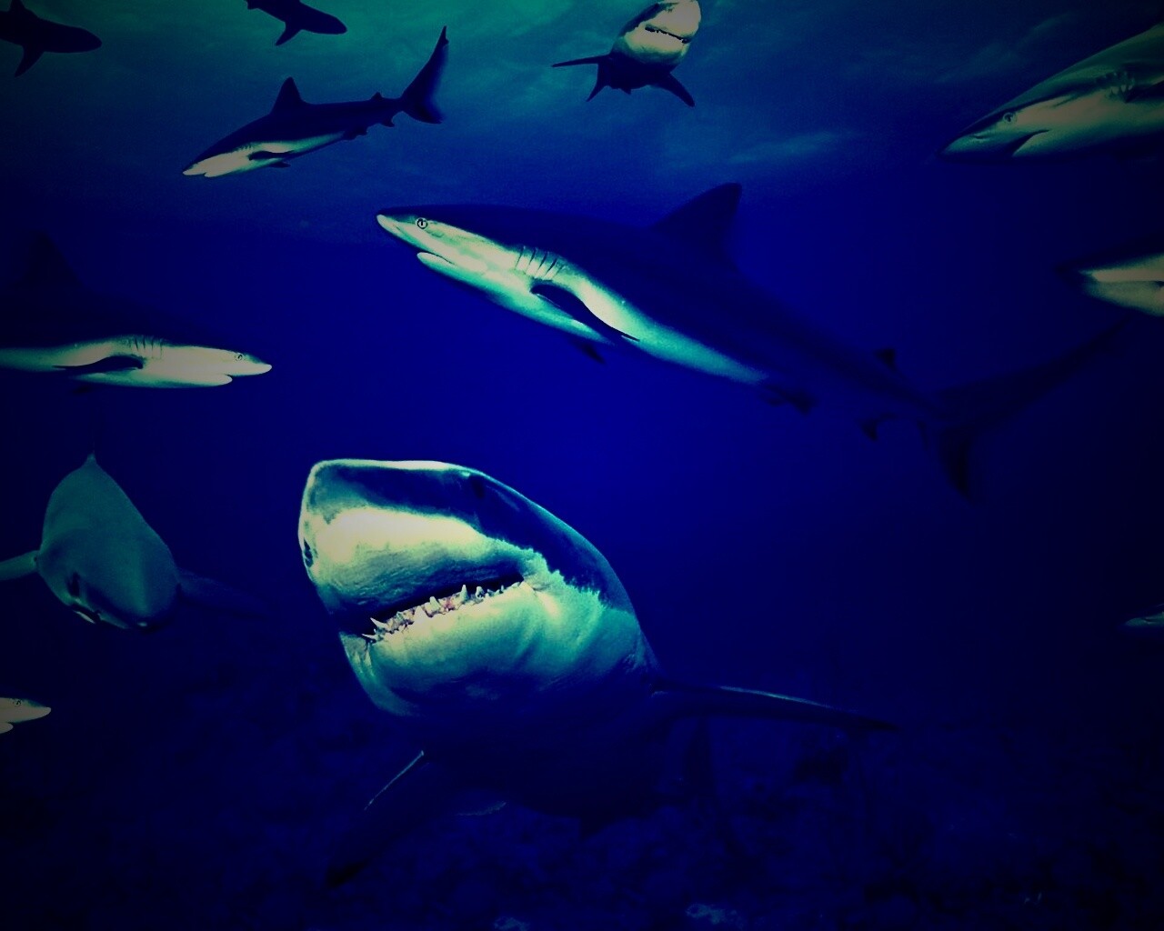 Стая акул обои