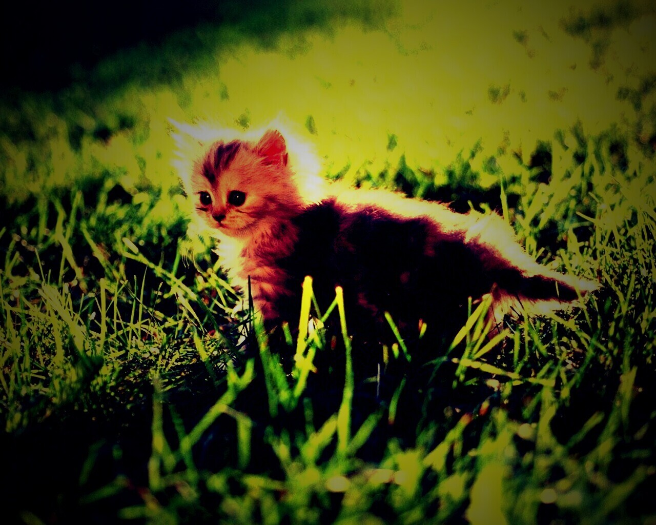Котёнок в траве обои