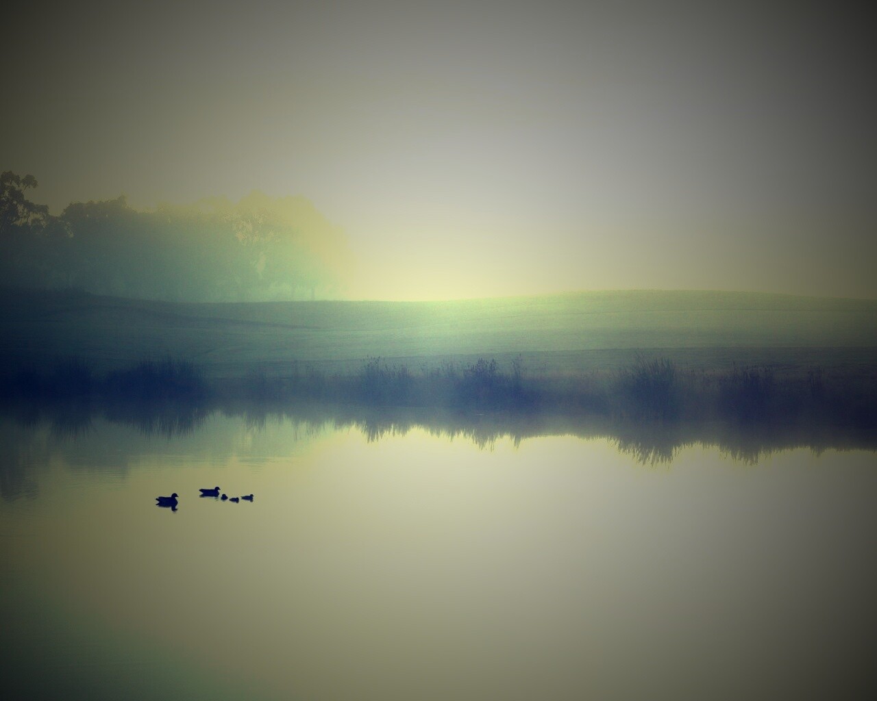 Ducks on a Misty Pond обои