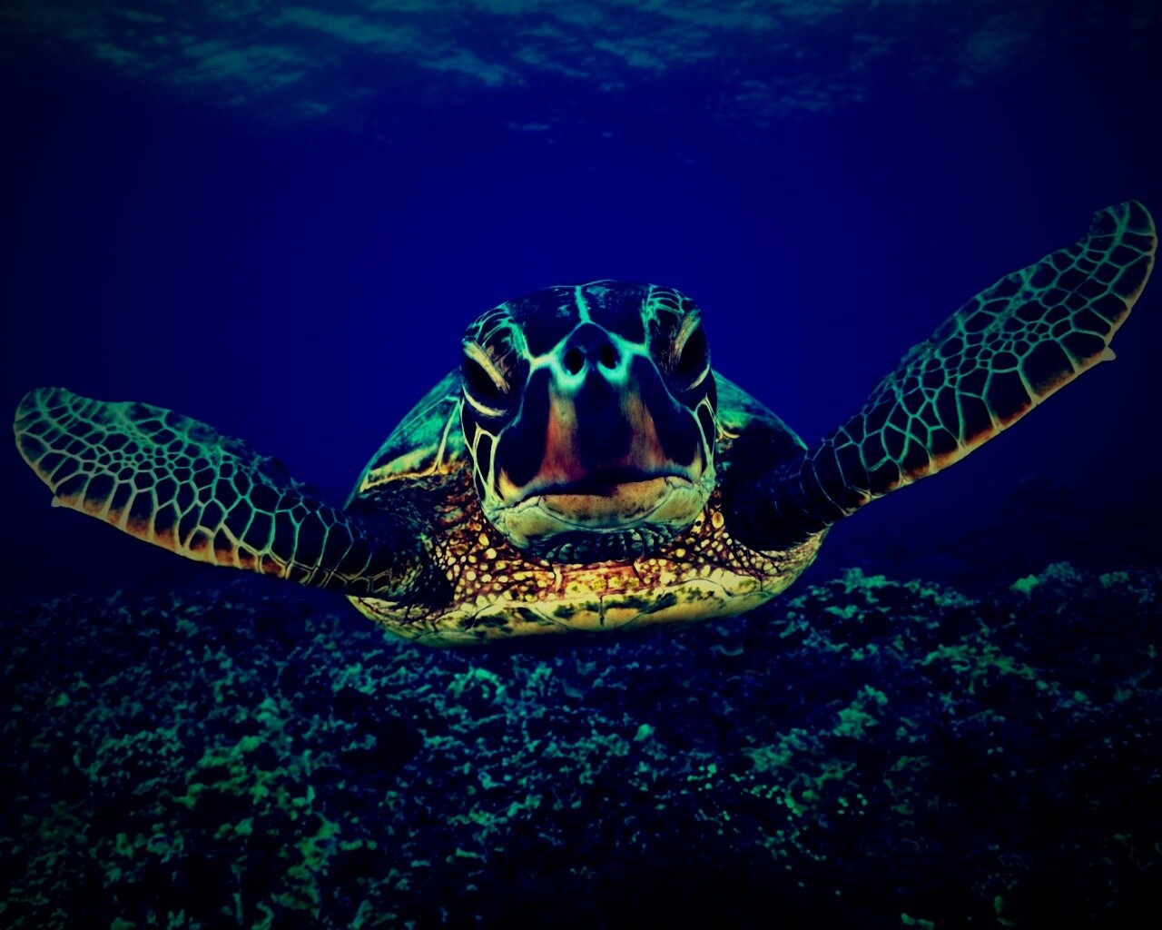 Морская черепаха обои. 