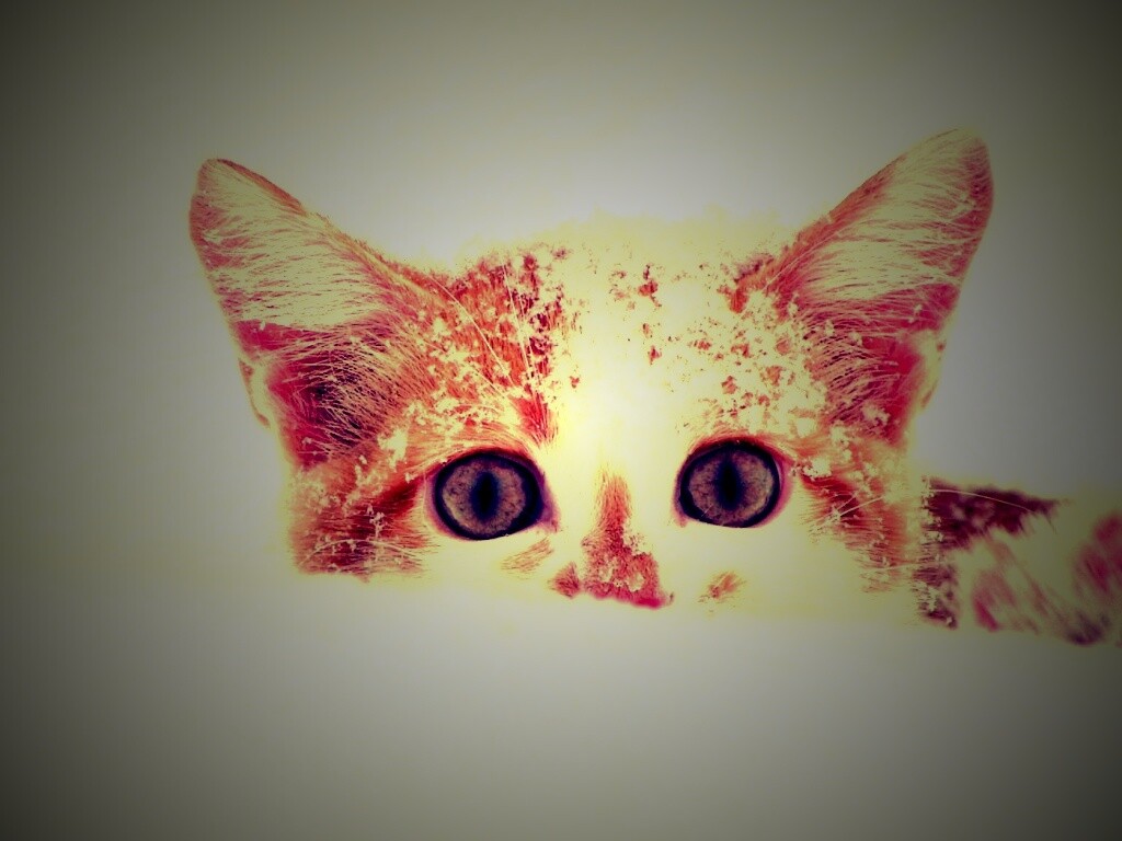 Рыжий котёнок в снегу обои