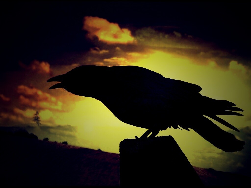 Чёрный ворон обои