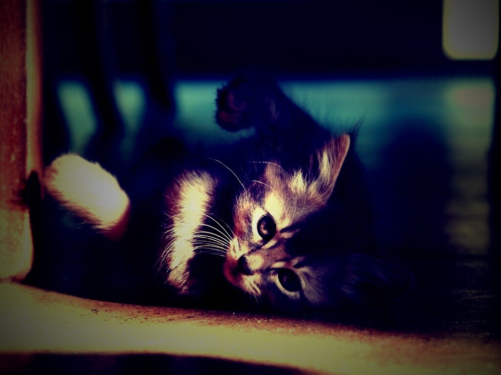 Котенок играет под стулом обои