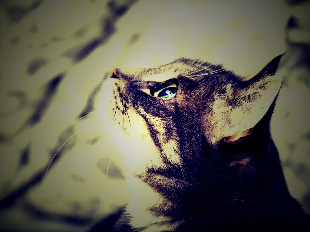 Котик смотрит верх обои