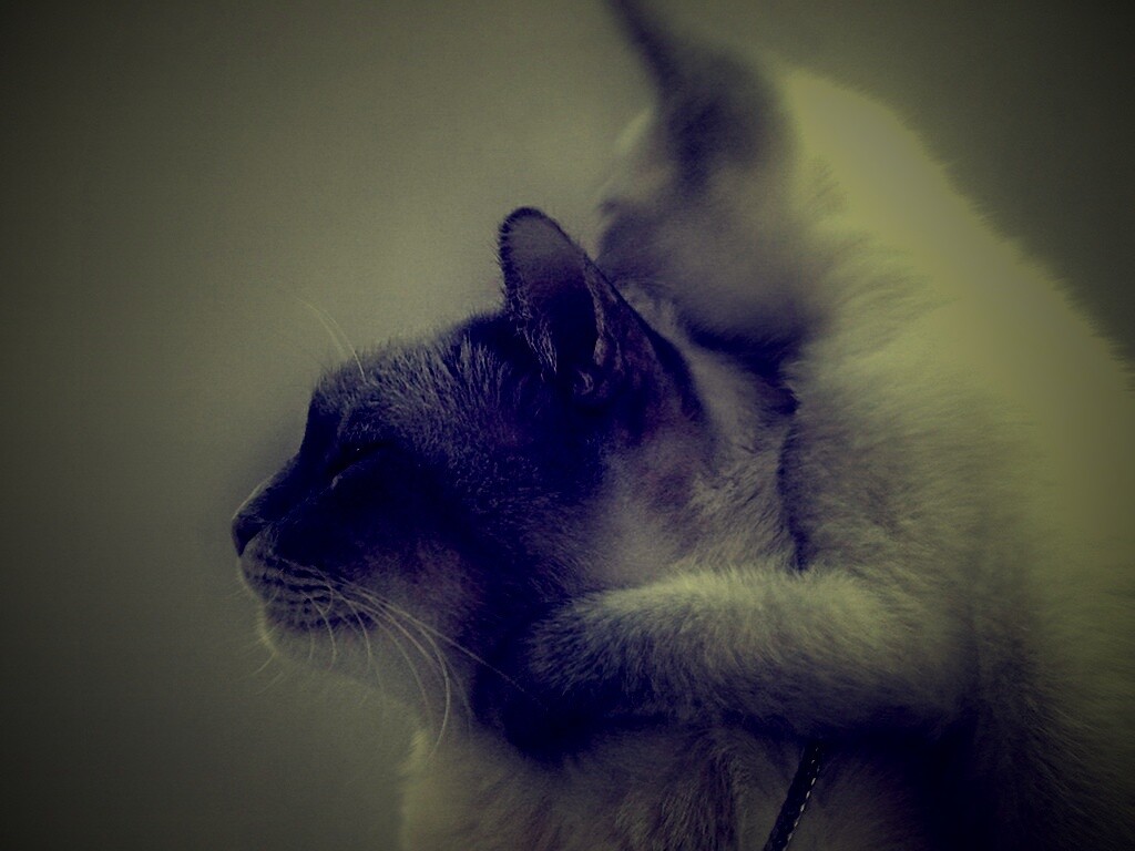 Котёнок обнимает маму обои