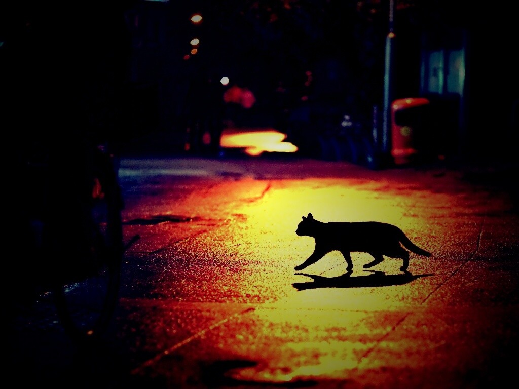 Кошка на ночной улице обои