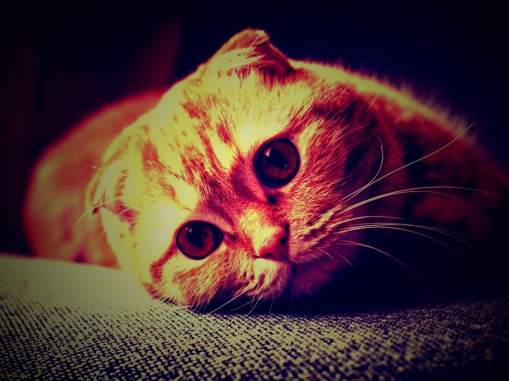 Скоттиш фолд рыжий обои