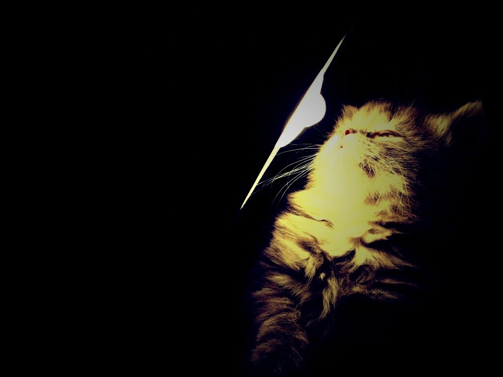 Котя на свету обои