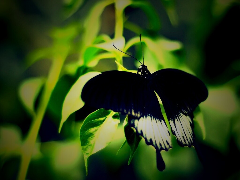 Бабочка с чёрно-белыми крыльями обои