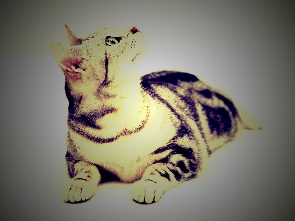 Котэ смотрит наверх обои