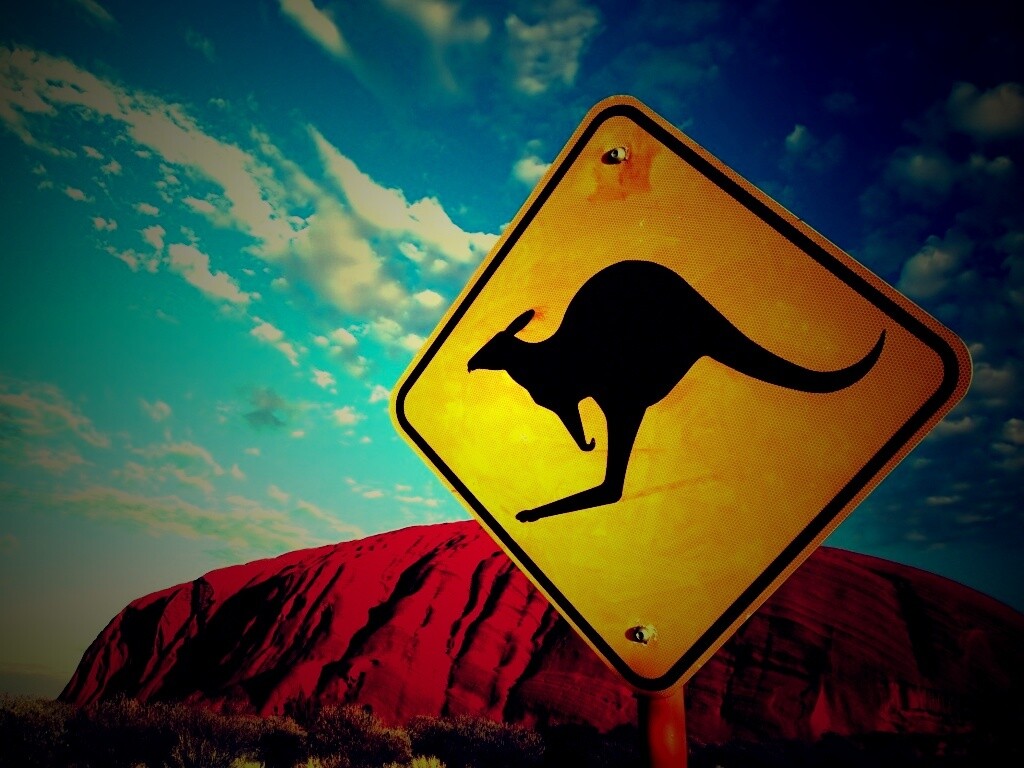 Осторожно, кенгуру! обои