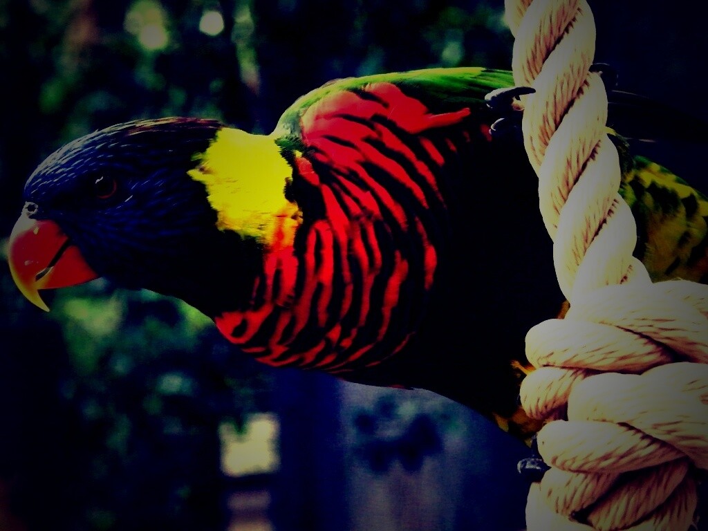 Попугай на канате обои