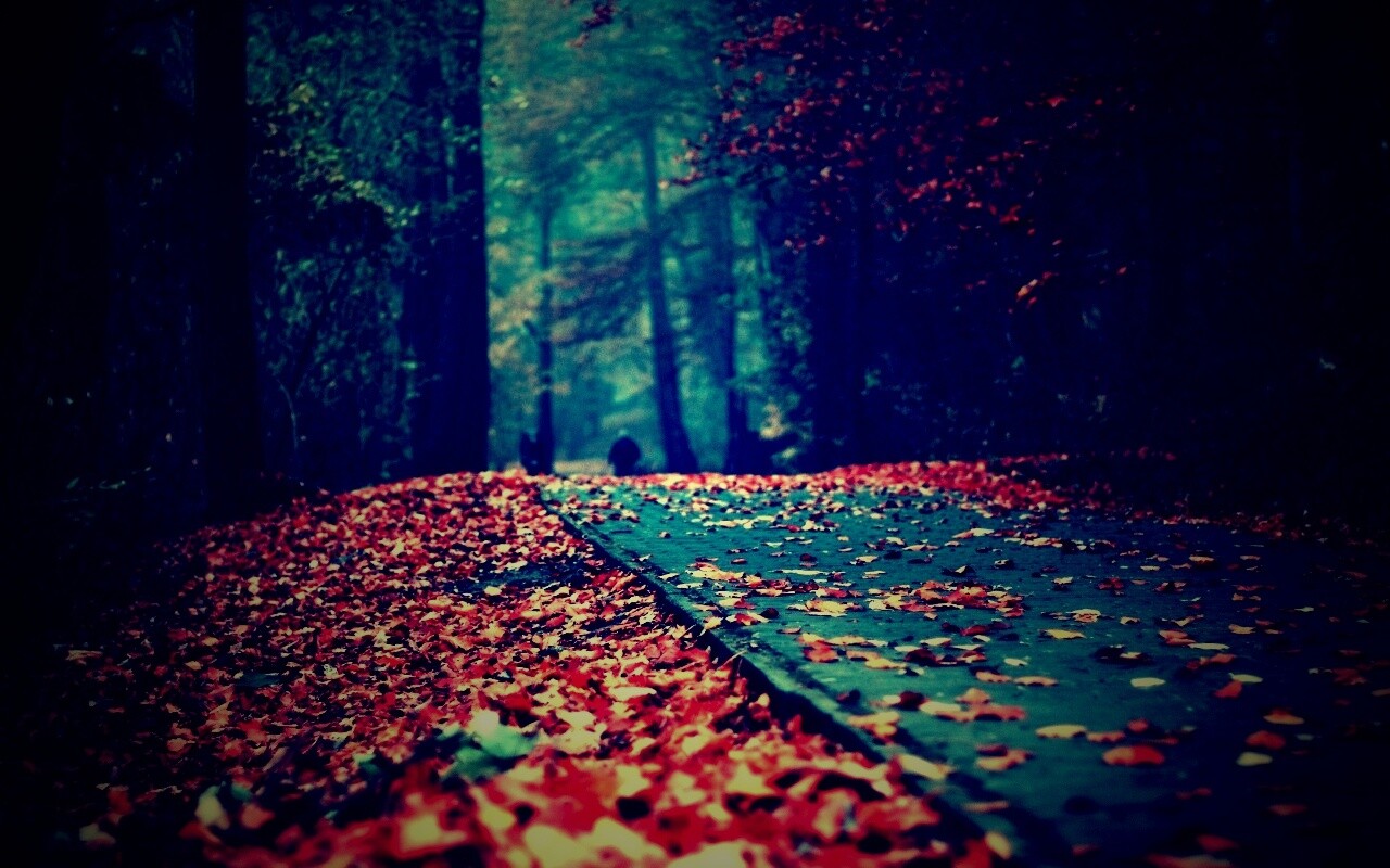 Осенняя дорога обои