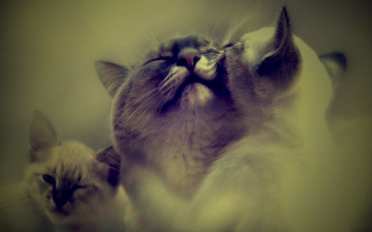 Котята с мамой обои