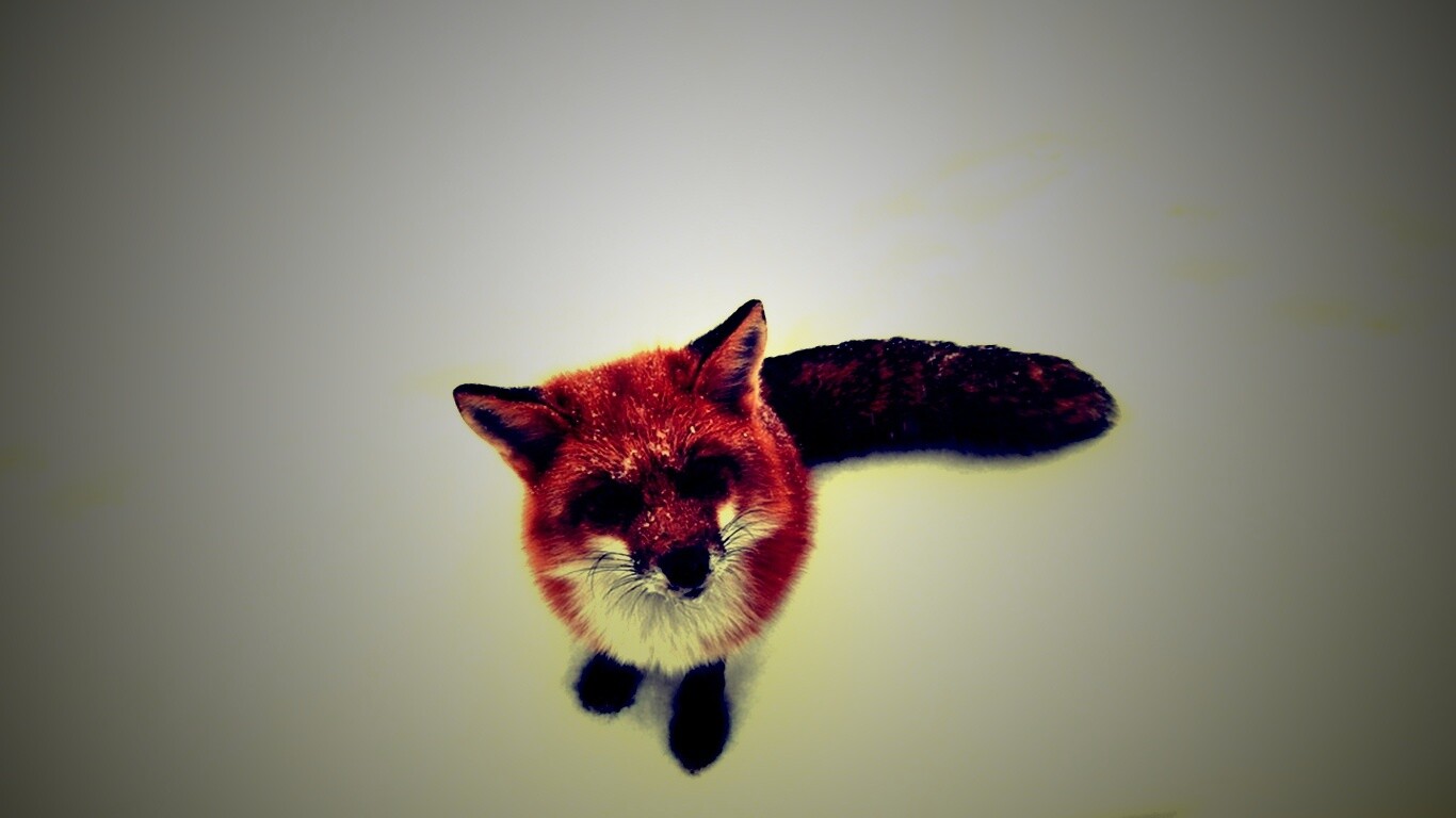 Firefox натуральный обои