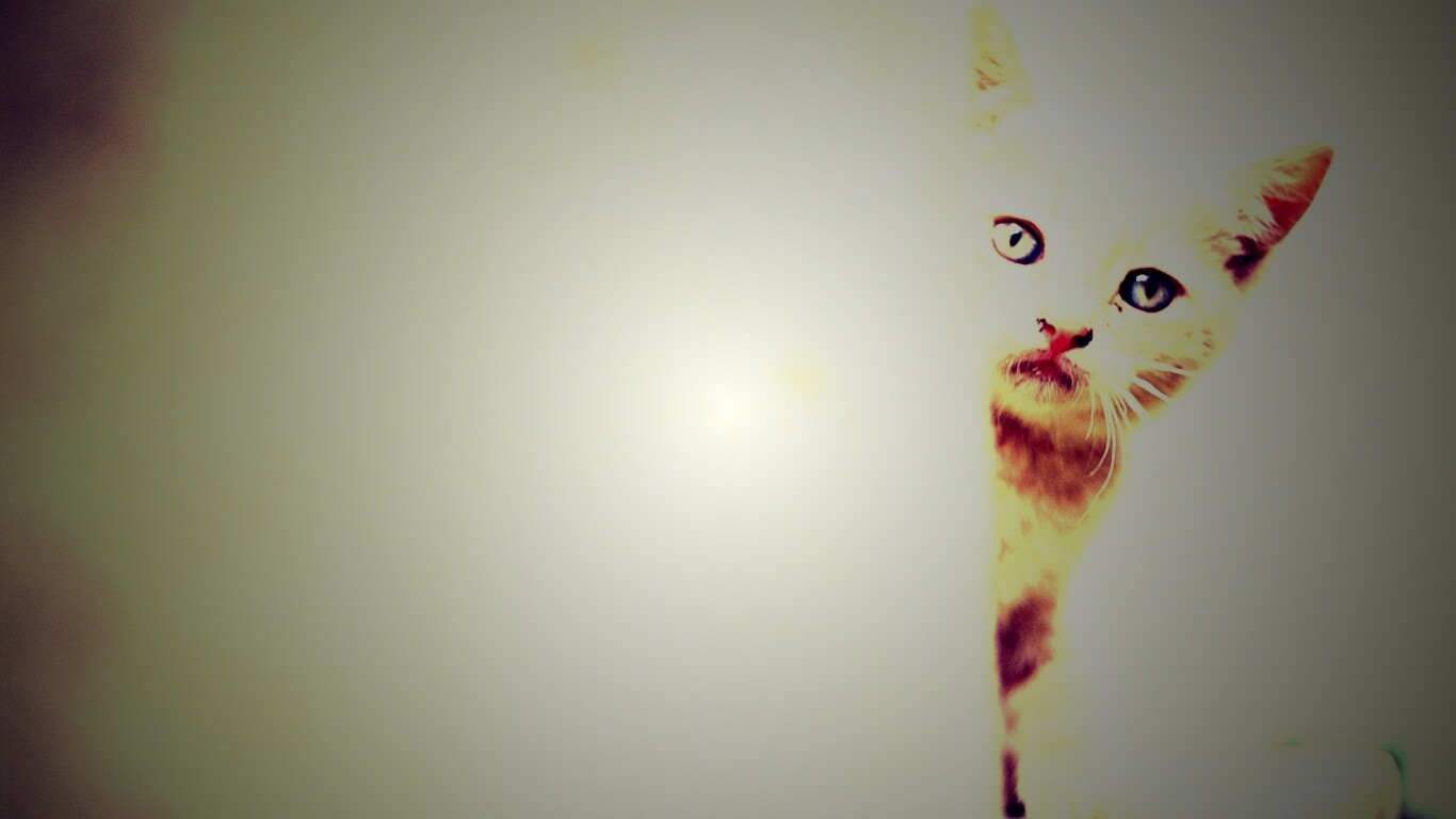 Котик из-за угла обои