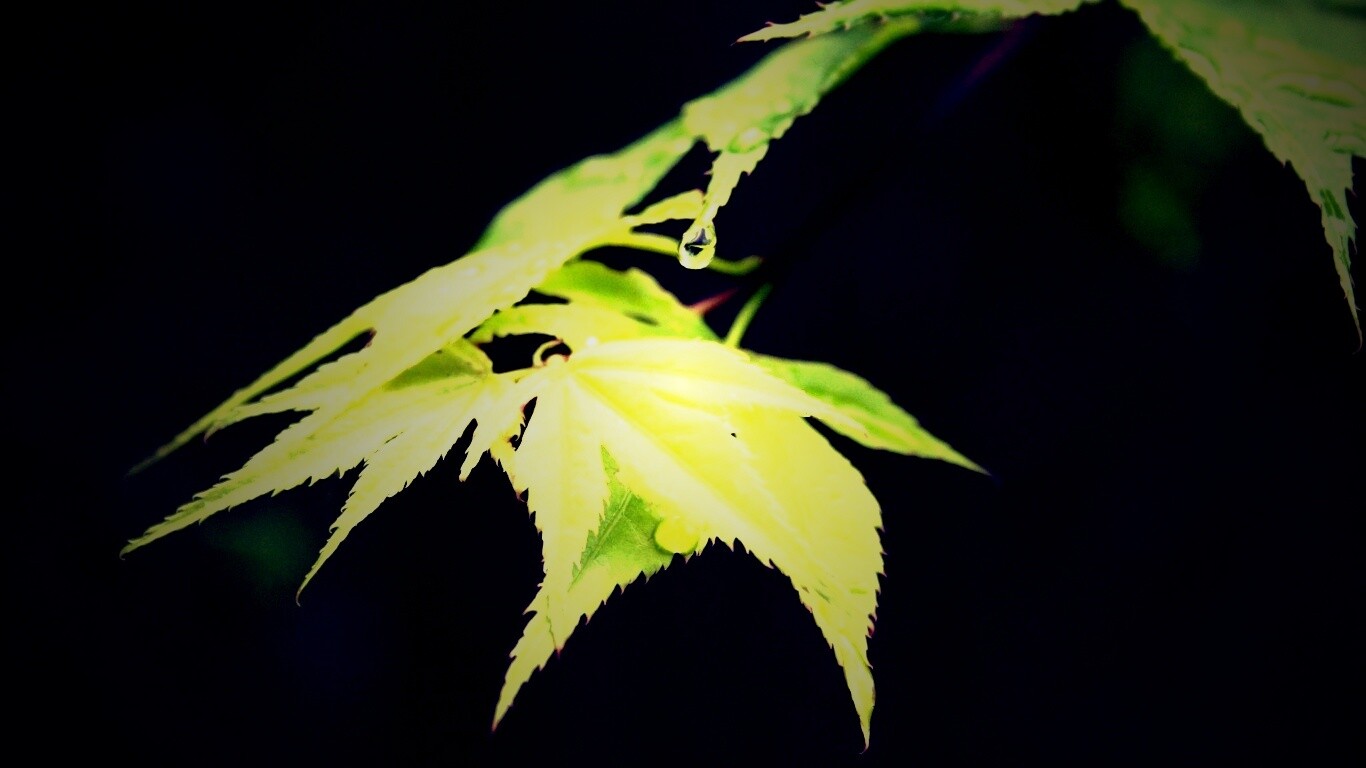 Капля на листе обои