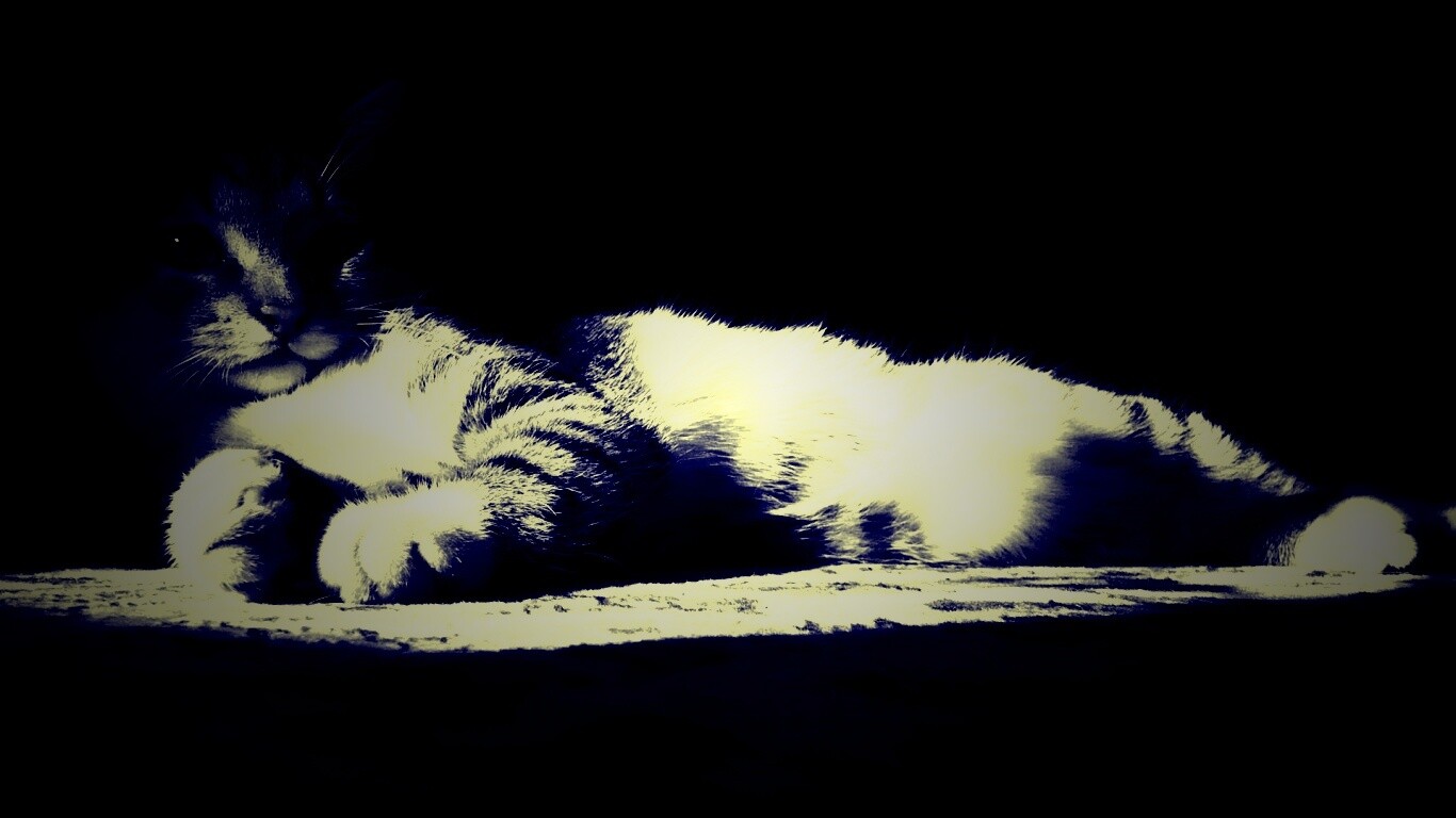 Котик в тени обои