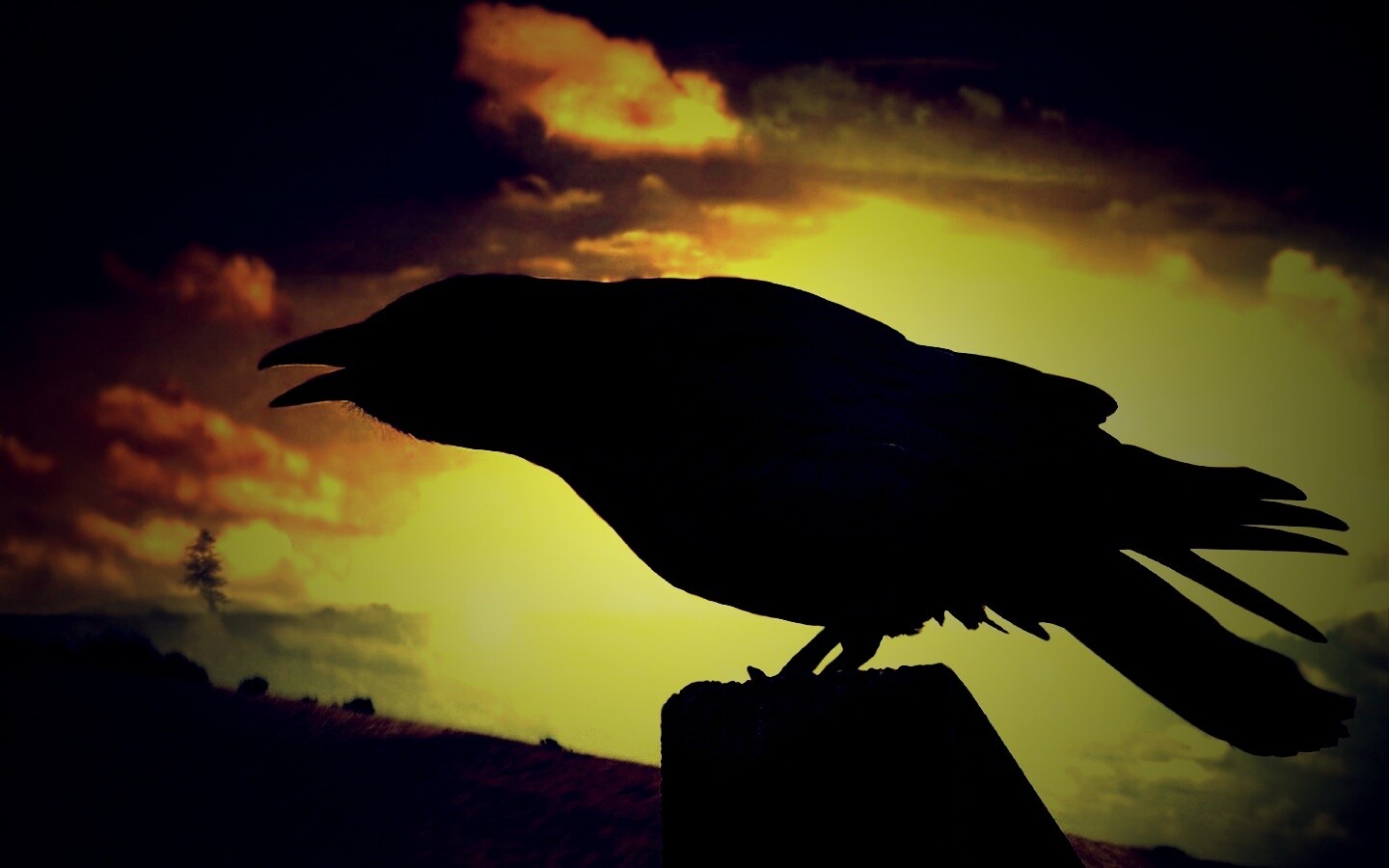 Чёрный ворон обои