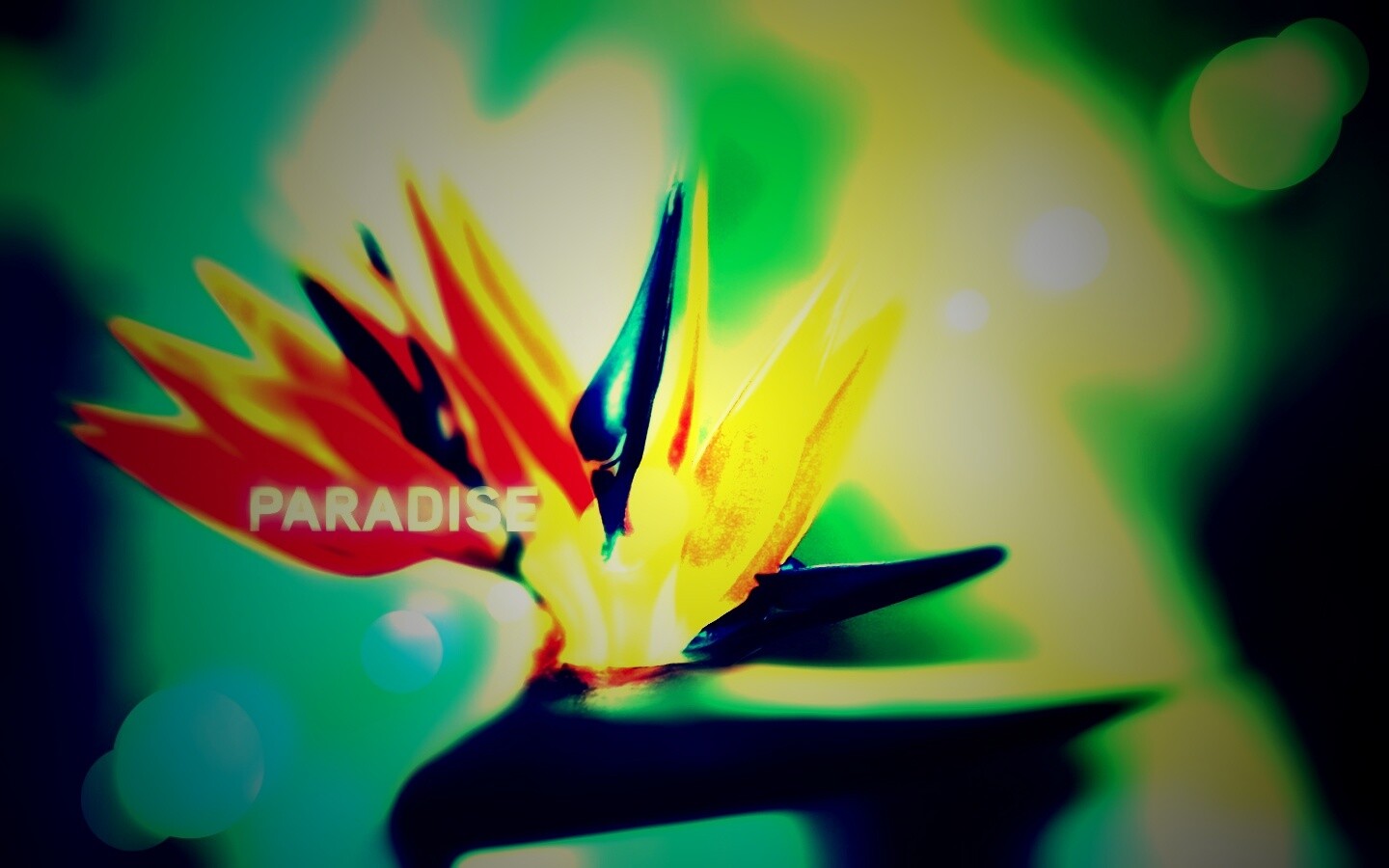 Paradise обои