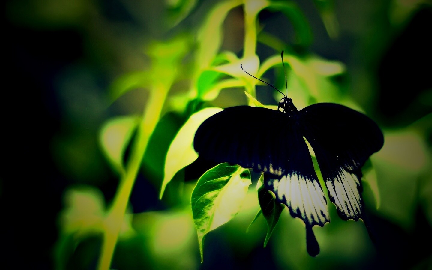 Бабочка с чёрно-белыми крыльями обои