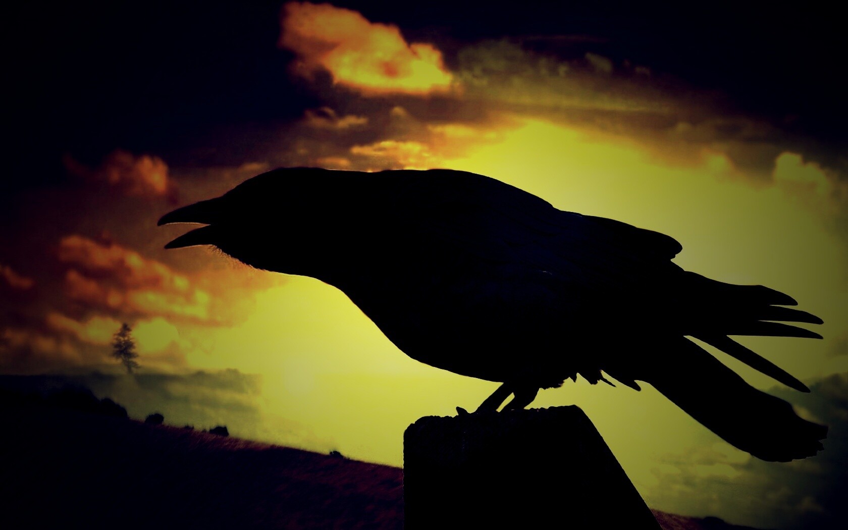 Чёрный ворон обои