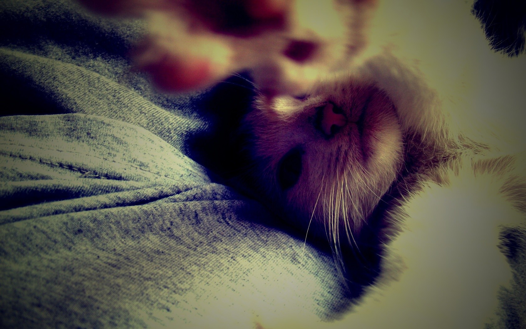 Кот фоткает сам себя обои