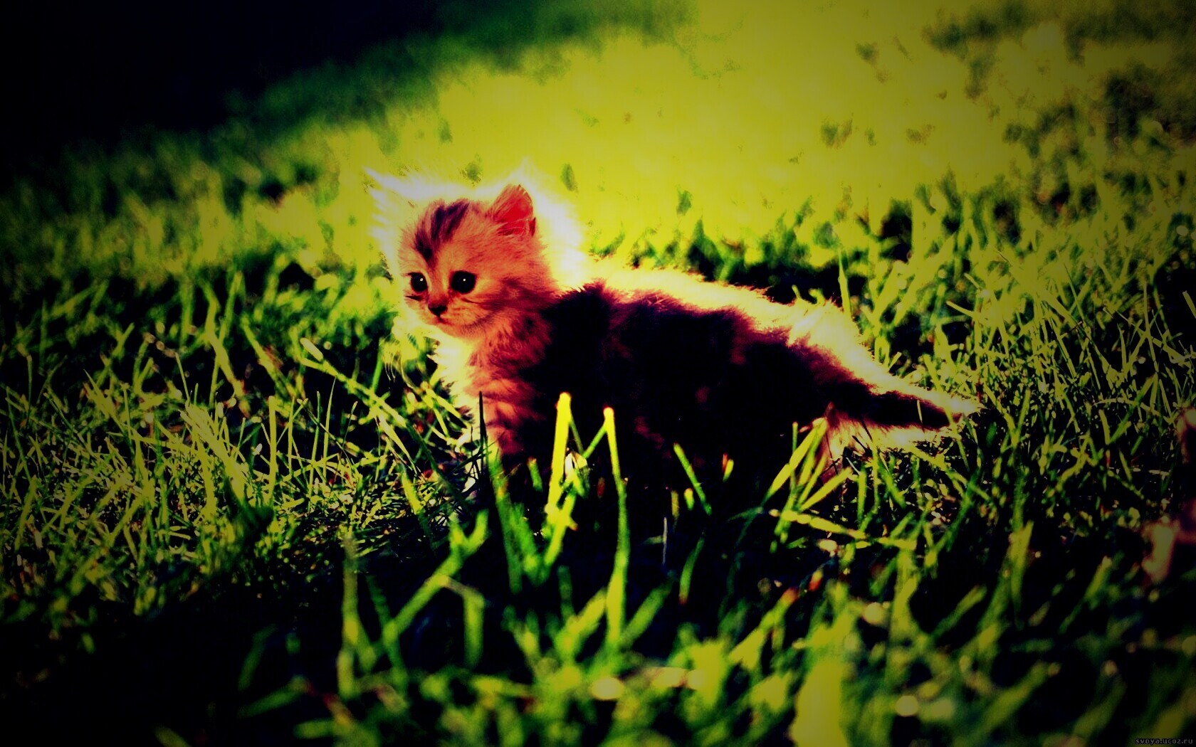 Котёнок в траве обои