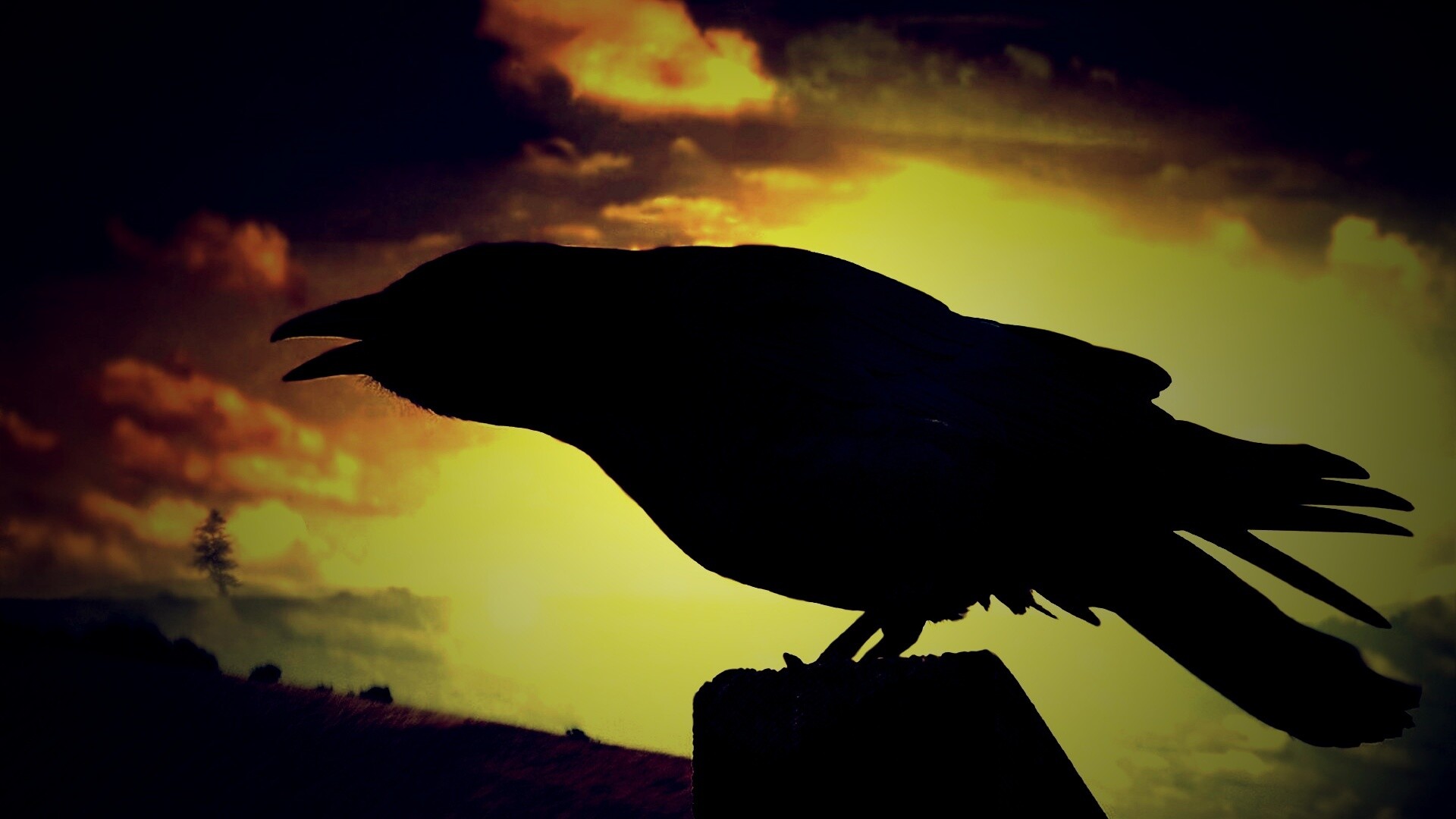 Чёрный ворон обои