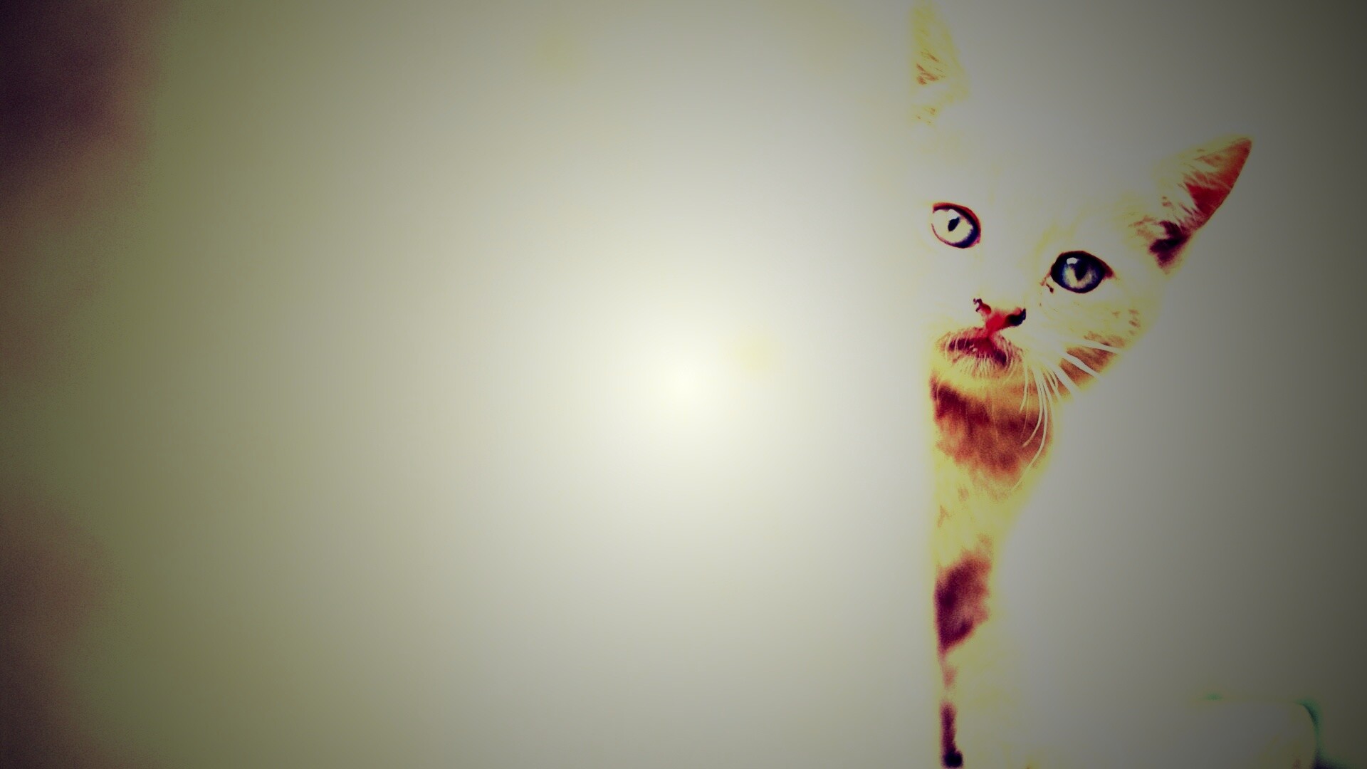 Котик из-за угла обои