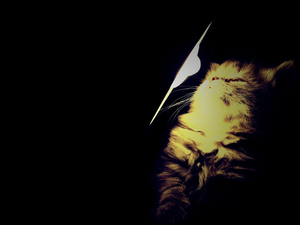 Котя на свету обои