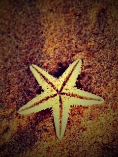 Морская звезда на песке обои