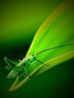 Кузнечик на листике обои