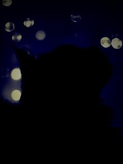 Силуэт черного кота обои