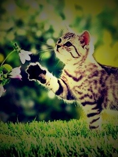 Котенок играет с цветами обои