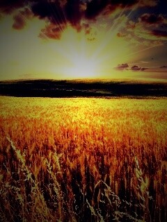 Восход над пшеничным полем обои
