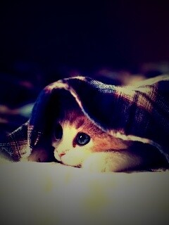 Котенок под одеялом обои